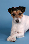 liegender Parson Russell Terrier / lying prt