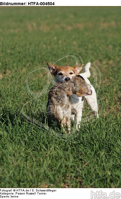 Parson Russell Terrier / HTFA-004504