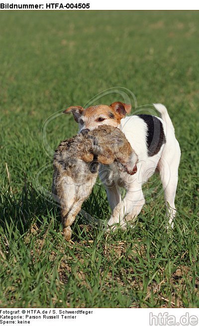 Parson Russell Terrier / HTFA-004505