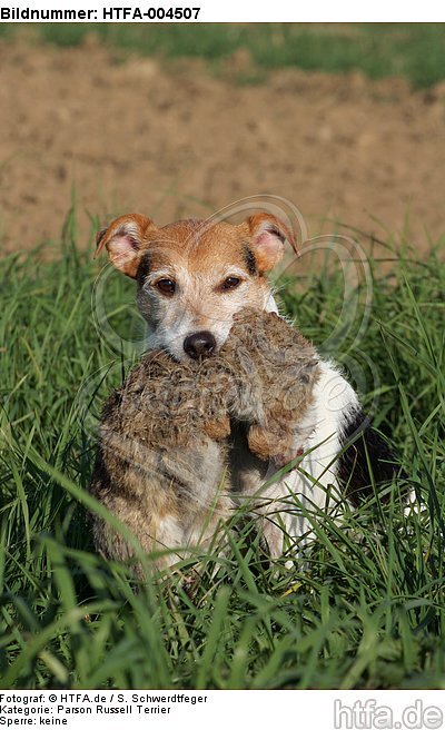 Parson Russell Terrier / HTFA-004507