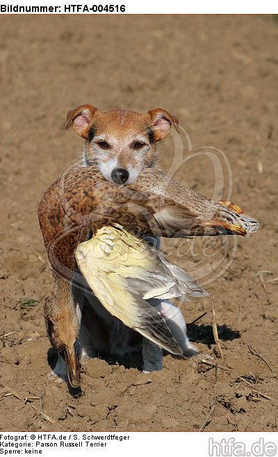 Parson Russell Terrier / HTFA-004516