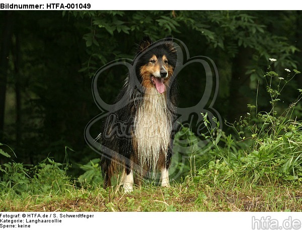 stehender Langhaarcollie / standing longhaired collie / HTFA-001049