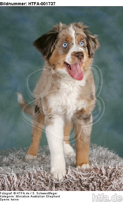 Miniature Australian Shepherd Welpe / miniature australian shepherd puppy / HTFA-001737