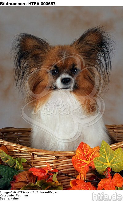 Papillon im Körbchen / papillon in basket / HTFA-000657