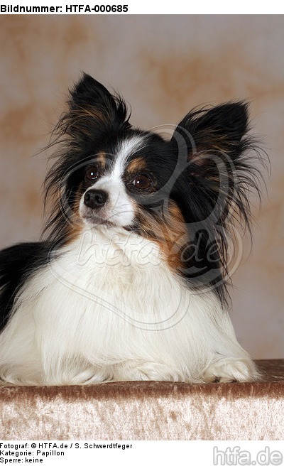 liegender Papillon / lying Papillon / HTFA-000685