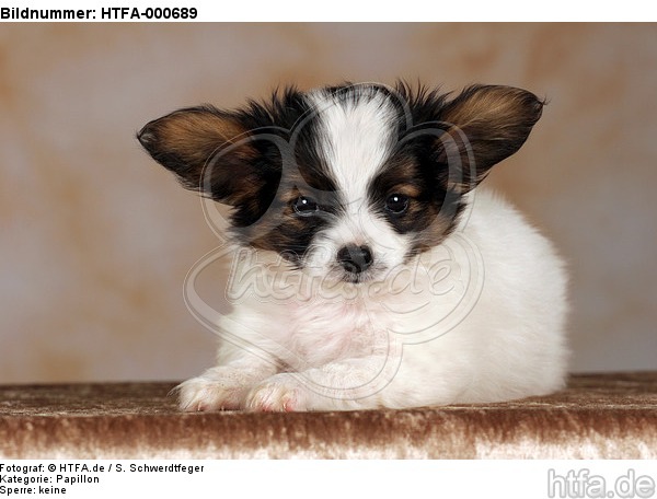 liegender Papillon Welpe / lying papillon puppy / HTFA-000689