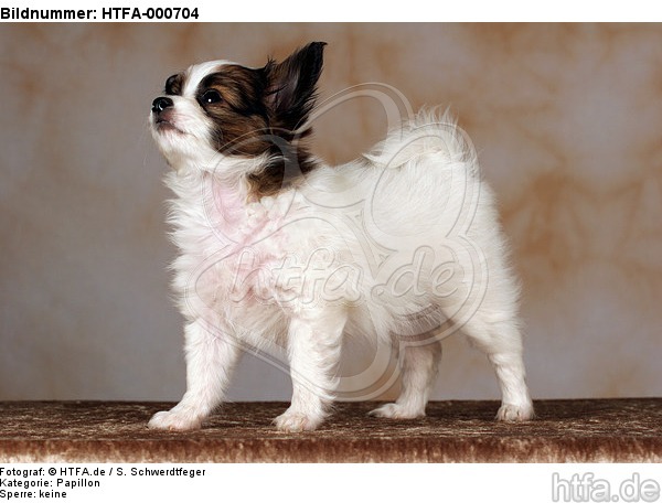 stehender Papillon Welpe / standing papillon puppy / HTFA-000704