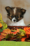 Papillon Welpe / papillon puppy