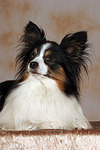 liegender Papillon / lying Papillon