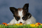 liegender Papillon Welpe / lying papillon puppy