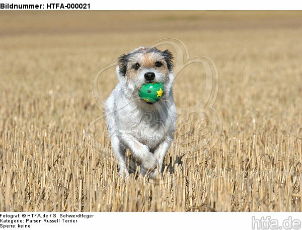 spielender Parson Russell Terrier / playing PRT / HTFA-000021