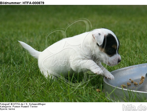 Parson Russell Terrier Welpe / parson russell terrier puppy / HTFA-000879