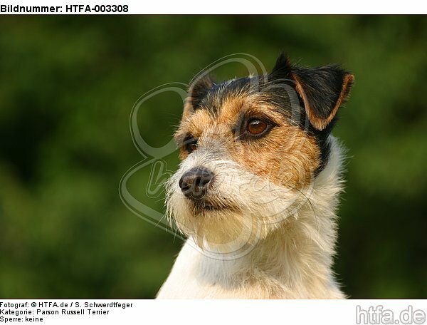 Parson Russell Terrier / HTFA-003308