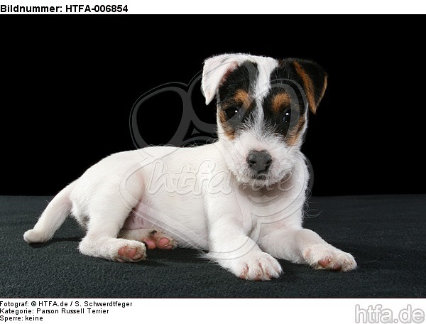 Parson Russell Terrier Welpe / parson russell terrier puppy / HTFA-006854