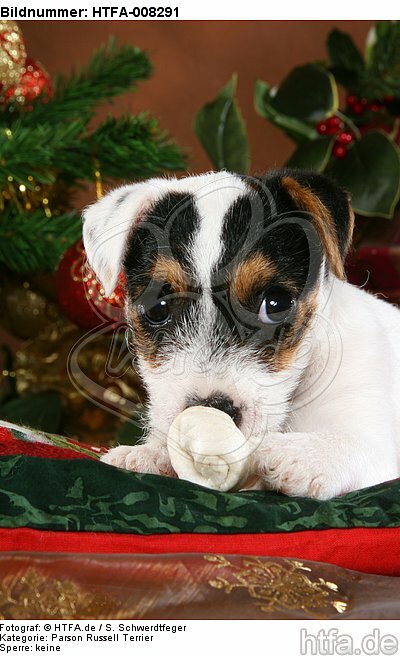 Parson Russell Terrier Welpe zu Weihnachten / PRT puppy at christmas / HTFA-008291