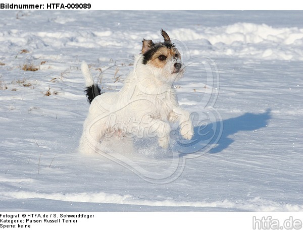 Parson Russell Terrier rennt durch den Schnee / PRT running through snow / HTFA-009089