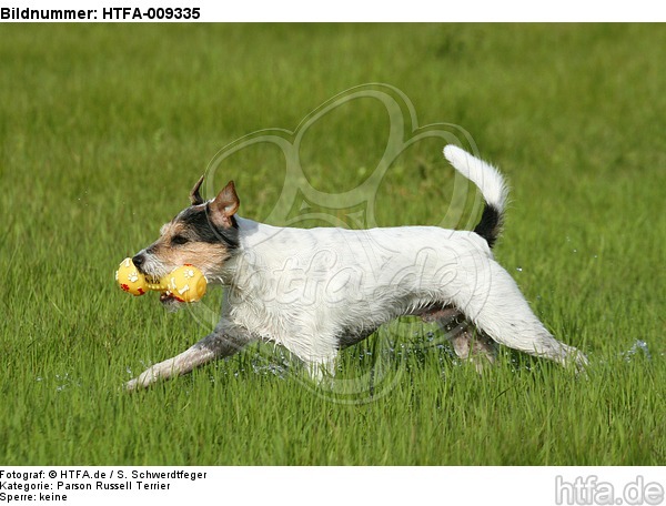 spielender Parson Russell Terrier / playing PRT / HTFA-009335