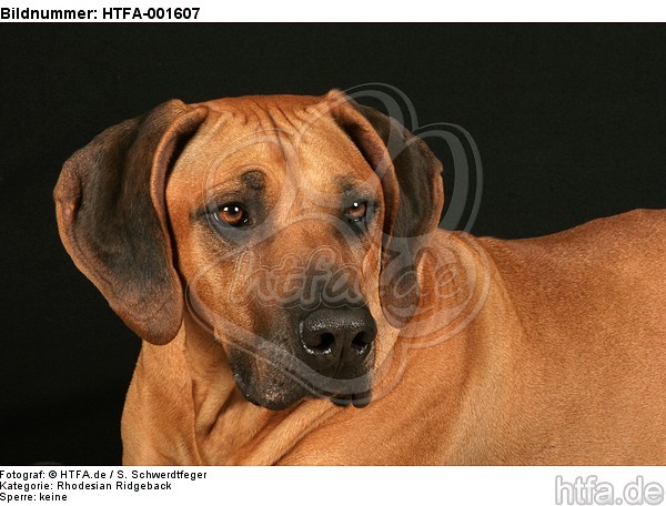 Rhodesian Ridgeback / HTFA-001607