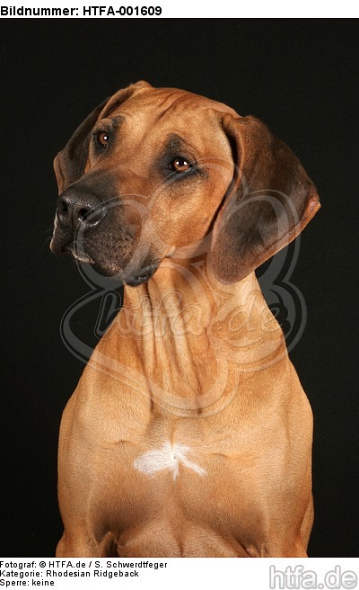 Rhodesian Ridgeback / HTFA-001609