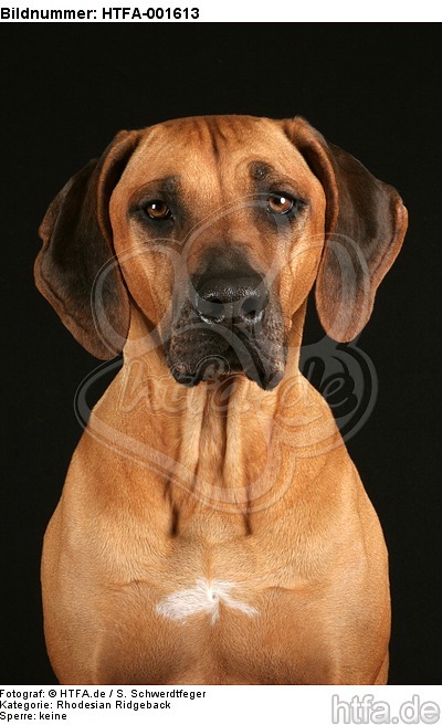 Rhodesian Ridgeback / HTFA-001613