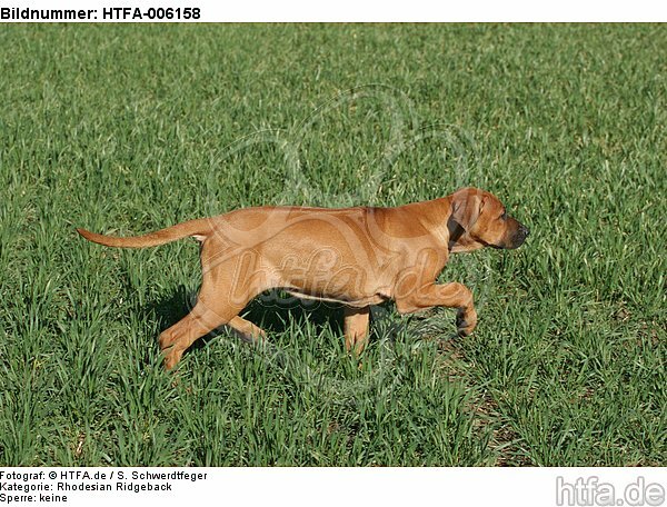 Rhodesian Ridgeback Welpe / rhodesian ridgeback puppy / HTFA-006158