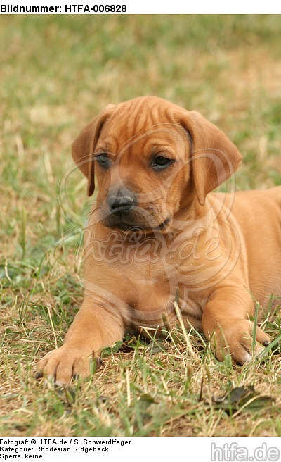 Rhodesian Ridgeback Welpe / rhodesian ridgeback puppy / HTFA-006828