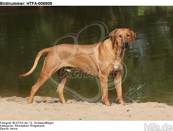 Rhodesian Ridgeback / HTFA-006905