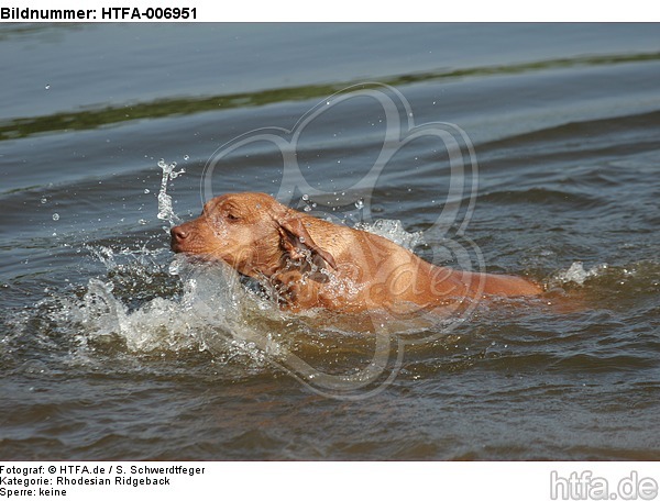 Rhodesian Ridgeback Welpe / rhodesian ridgeback puppy / HTFA-006951