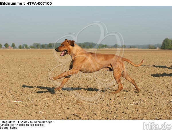 Rhodesian Ridgeback / HTFA-007100