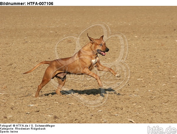 Rhodesian Ridgeback / HTFA-007106