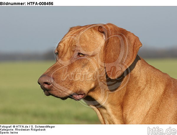 Rhodesian Ridgeback Portrait / HTFA-008456