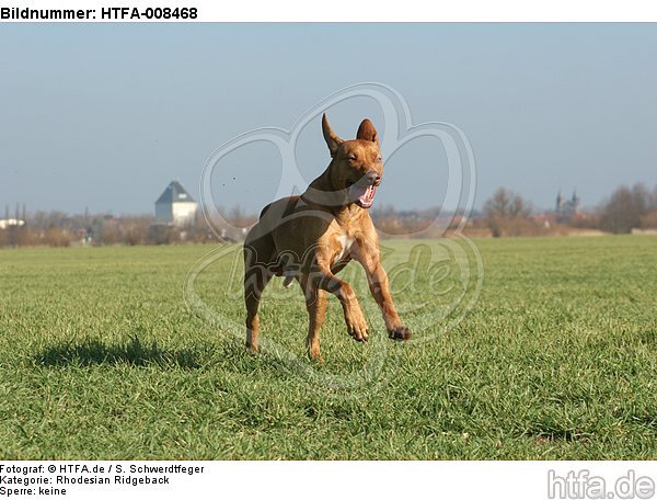 rennender Rhodesian Ridgeback / running Rhodesian Ridgeback / HTFA-008468