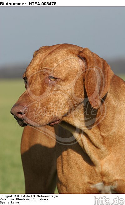 Rhodesian Ridgeback Portrait / HTFA-008478