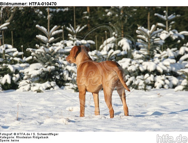 Rhodesian Ridgeback im Schnee / Rhodesian Ridgeback in snow / HTFA-010470