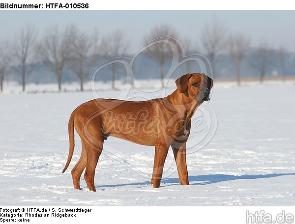 Rhodesian Ridgeback im Schnee / Rhodesian Ridgeback in snow / HTFA-010536