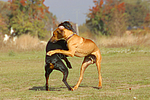 Dobermann und Rhodesian Ridgeback / Doberman Pinscher and Rhodesian Ridgeback