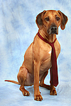 Rhodesian Ridgeback