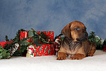 Rhodesian Ridgeback Welpe / rhodesian ridgeback puppy