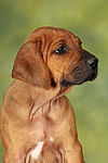 Rhodesian Ridgeback Welpe / rhodesian ridgeback puppy