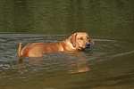 Rhodesian Ridgeback