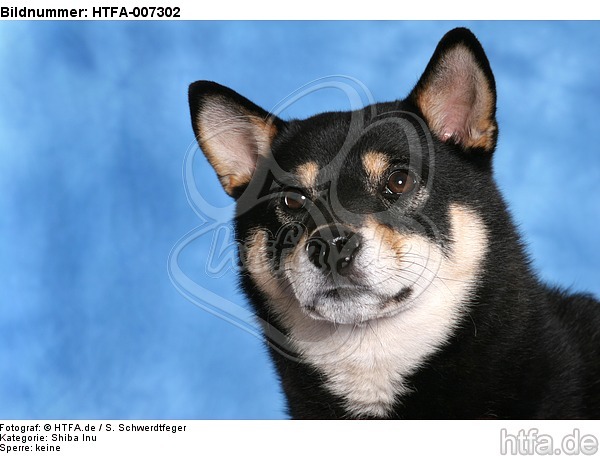 Shiba Inu / HTFA-007302
