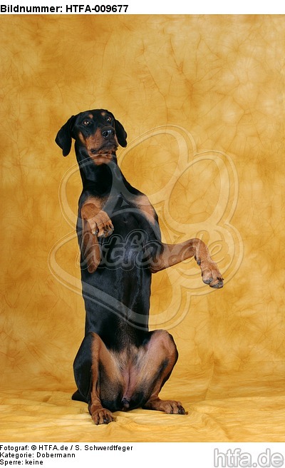 Dobermann macht Männchen / Doberman Pinscher shows trick / HTFA-009677