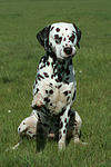 Dalmatiner / dalmatian