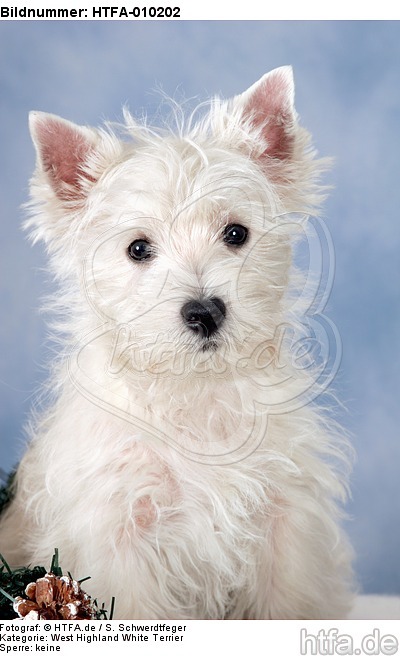 West Highland White Terrier Welpe / West Highland White Terrier Puppy / HTFA-010202