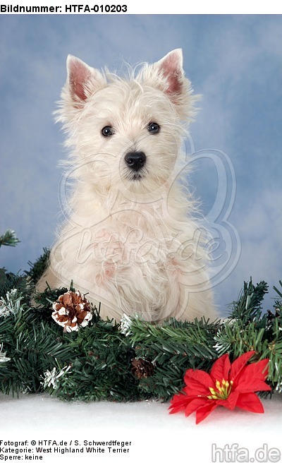 sitzender West Highland White Terrier Welpe / sitting West Highland White Terrier Puppy / HTFA-010203