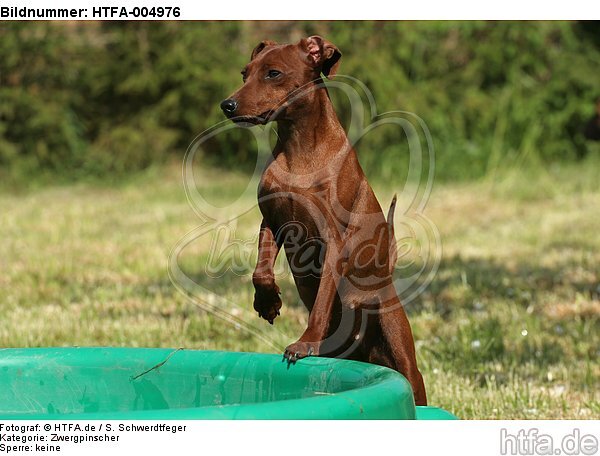 Rehpinscher / miniature pinscher / HTFA-004976