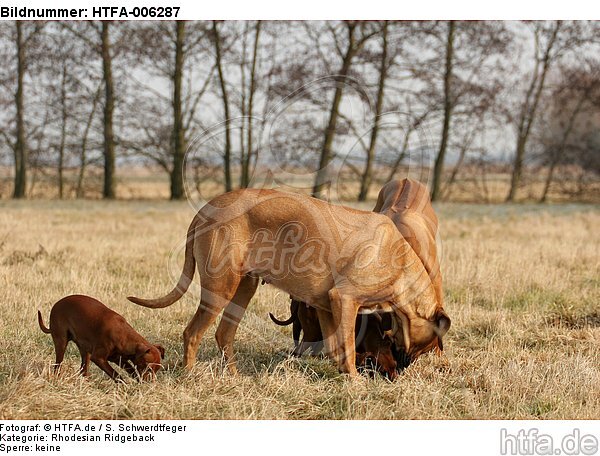 Rhodesian Ridgebacks und Zwergpinscher / rhodesian ridgebacks and miniature pinscher / HTFA-006287