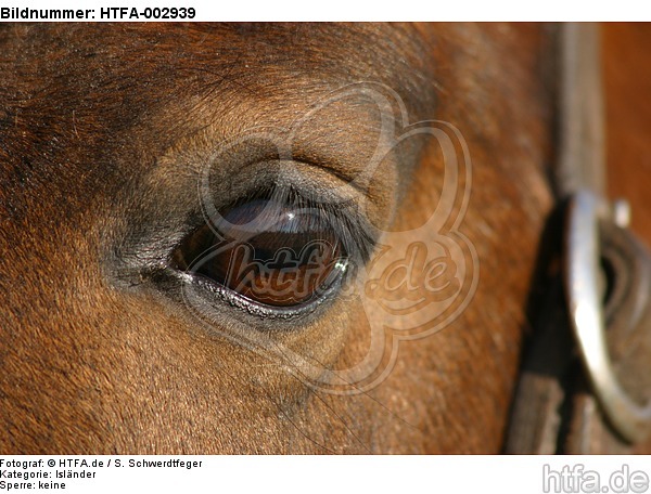 Isländer Auge / icelandic horse eye / HTFA-002939