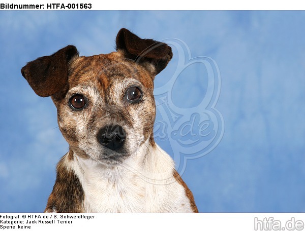 Jack Russell Terrier / HTFA-001563