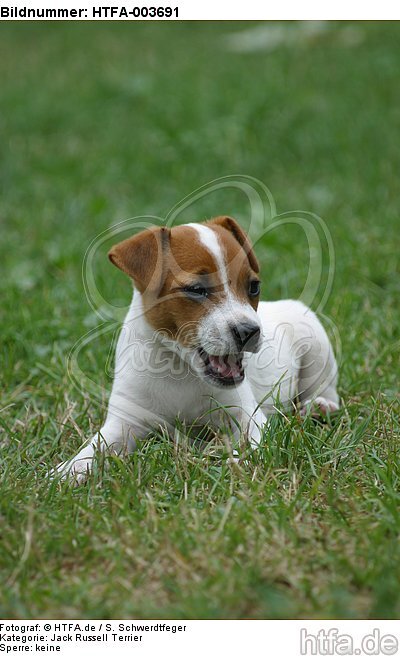 Jack Russell Terrier Welpe / Jack Russell Terrier puppy / HTFA-003691